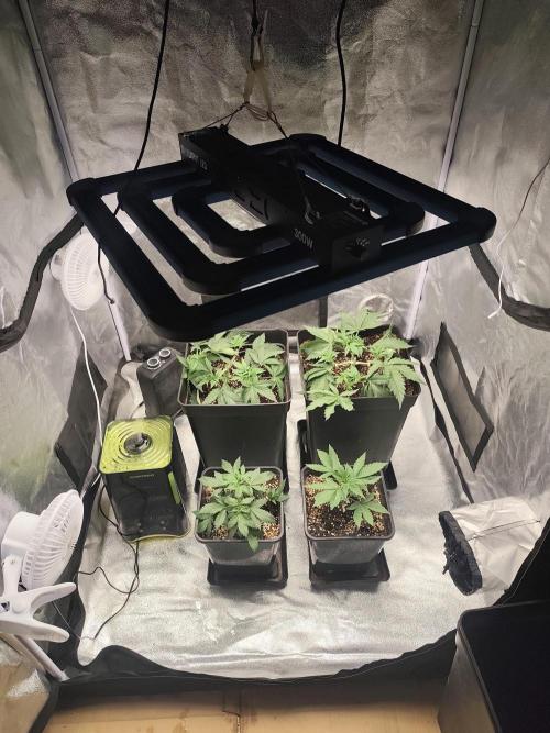 GrowerPrašivec. Week 5