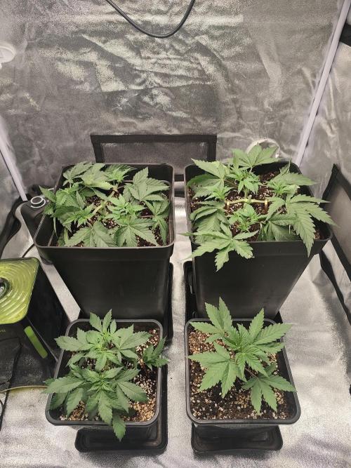 GrowerPrašivec. Week 5