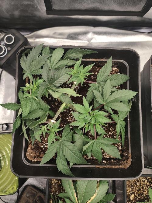 GrowerPrašivec. Week 5