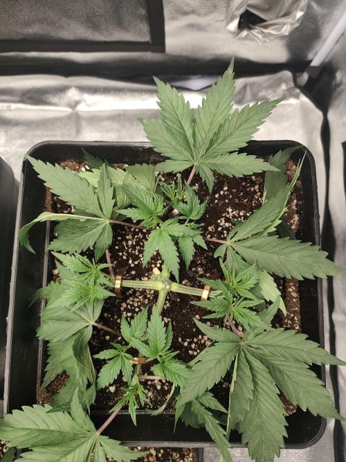 GrowerPrašivec. Week 5