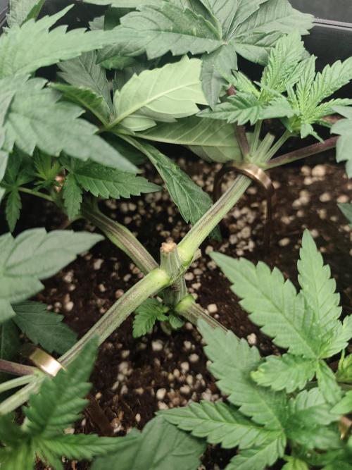 GrowerPrašivec. Week 5