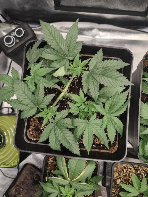 GrowerPrašivec. Week 5