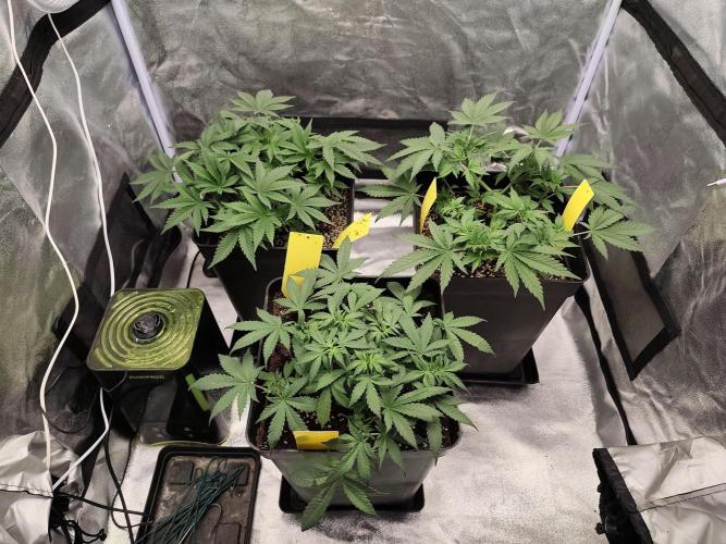GrowerPrašivec. Week 6