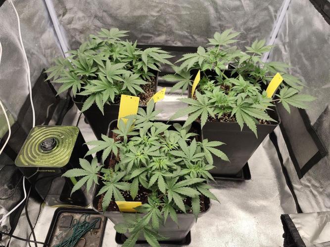 GrowerPrašivec. Week 6