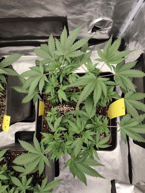 GrowerPrašivec. Week 6