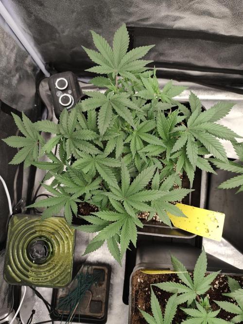 GrowerPrašivec. Week 6