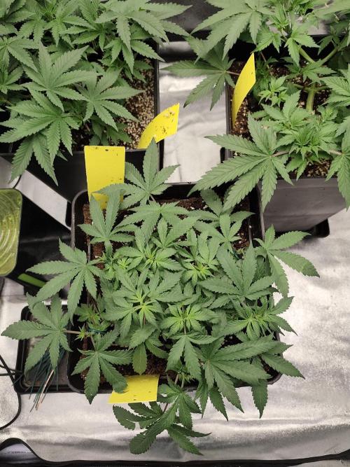 GrowerPrašivec. Week 6