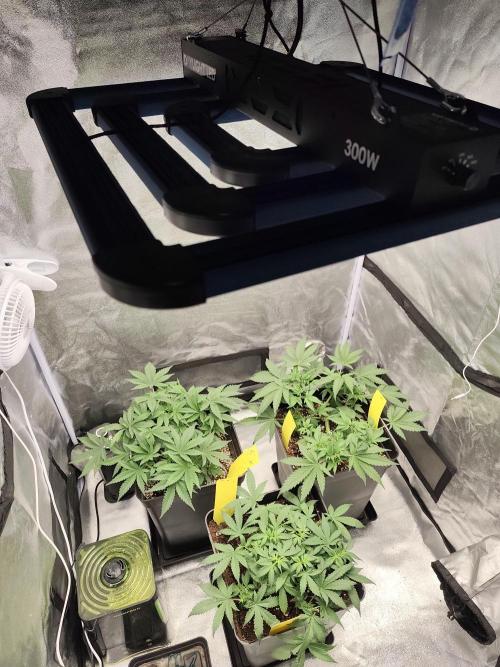 GrowerPrašivec. Week 6