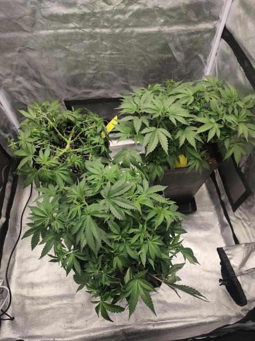 GrowerPrašivec. Week 7