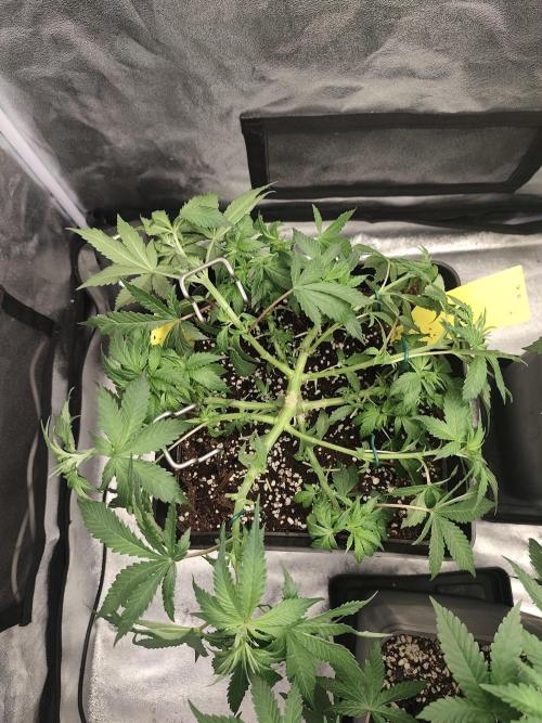 GrowerPrašivec. Week 7