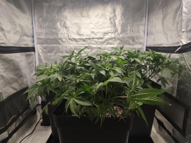 GrowerPrašivec. Week 7