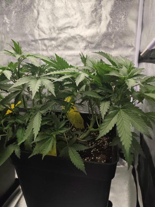 GrowerPrašivec. Week 7