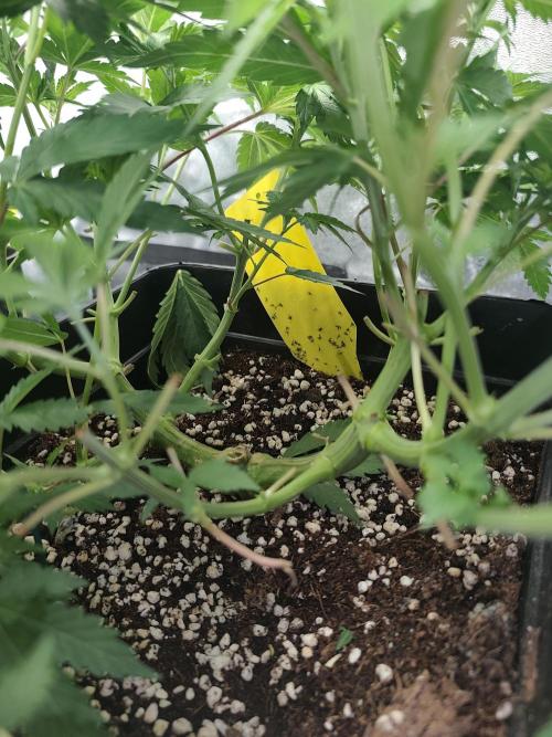 GrowerPrašivec. Week 7