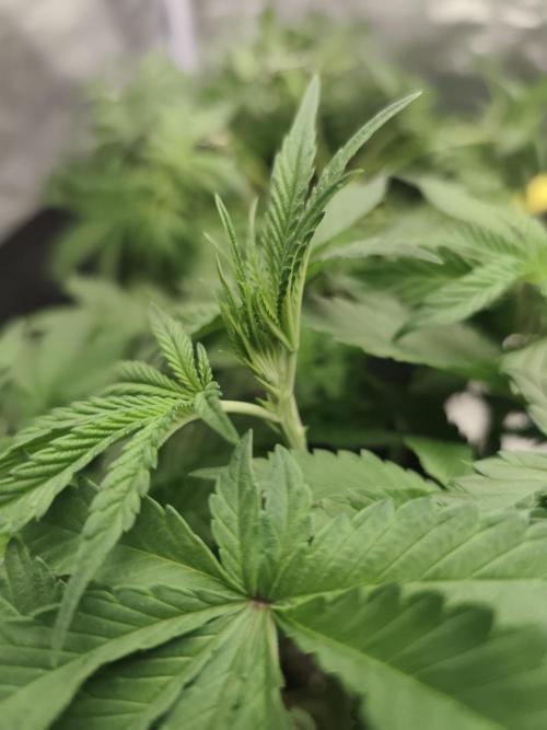 GrowerPrašivec. Week 7