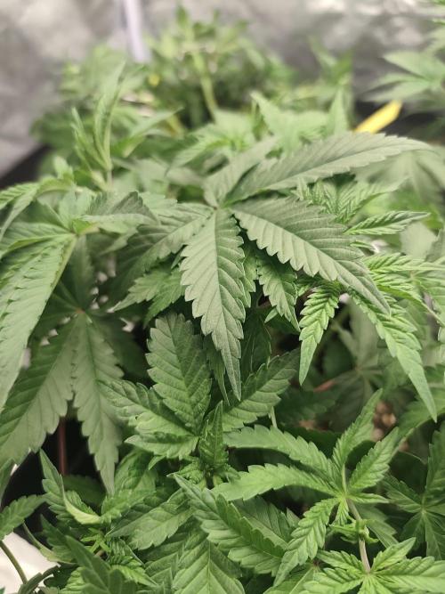 GrowerPrašivec. Week 7