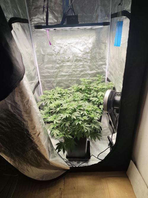 GrowerPrašivec. Week 8