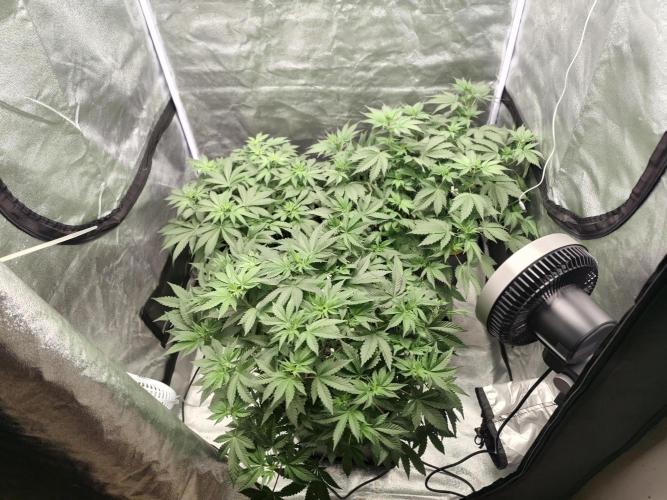 GrowerPrašivec. Week 8