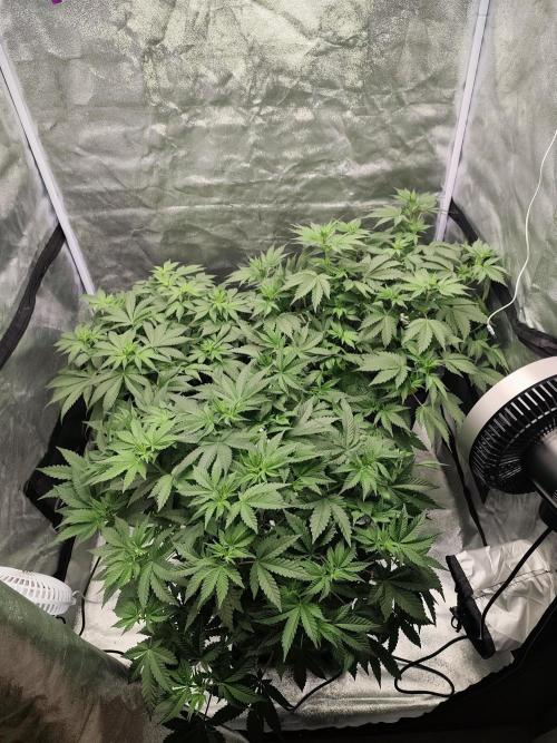 GrowerPrašivec. Week 8