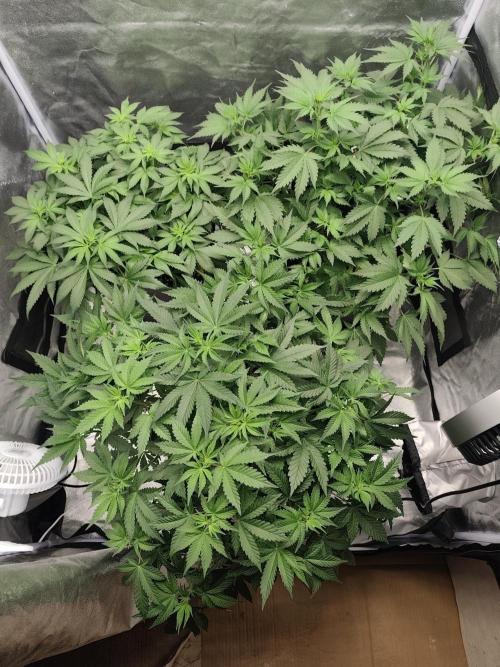 GrowerPrašivec. Week 8