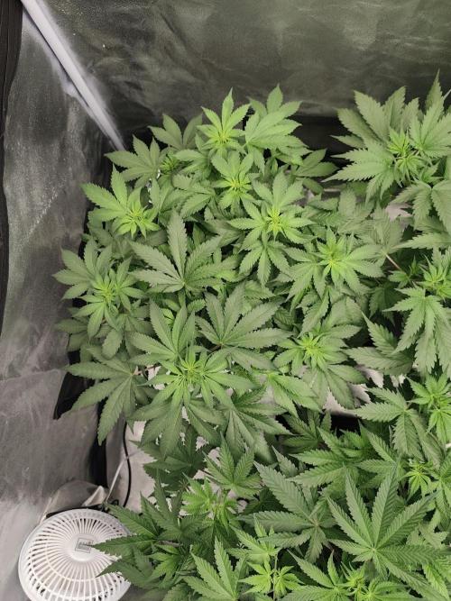 GrowerPrašivec. Week 8