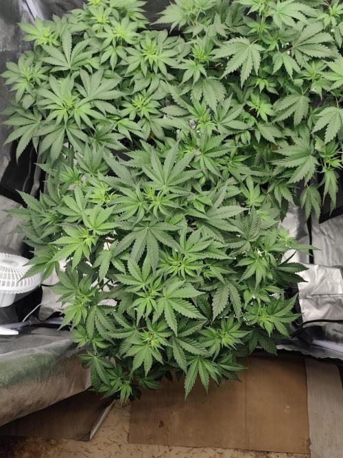 GrowerPrašivec. Week 8