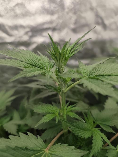 GrowerPrašivec. Week 8