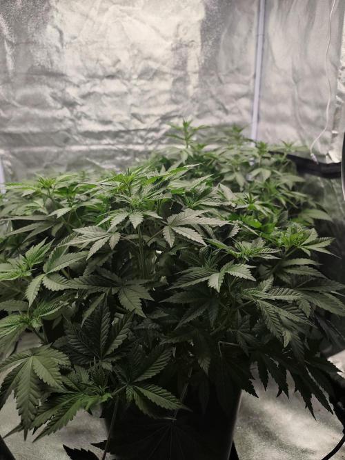 GrowerPrašivec. Week 8