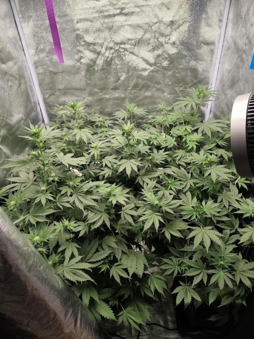 GrowerPrašivec. Week 9