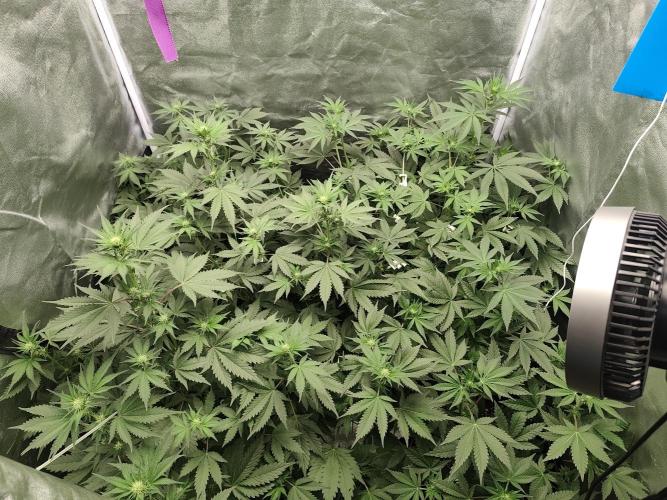 GrowerPrašivec. Week 9
