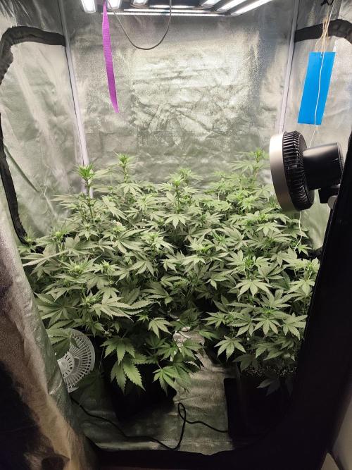 GrowerPrašivec. Week 9