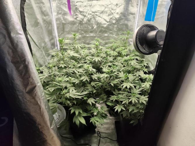 GrowerPrašivec. Week 9