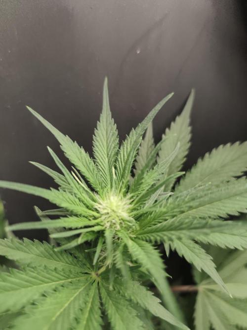 GrowerPrašivec. Week 9