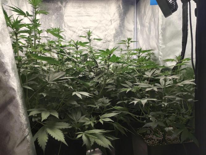 GrowerPrašivec. Week 9