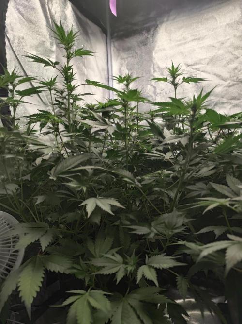 GrowerPrašivec. Week 9