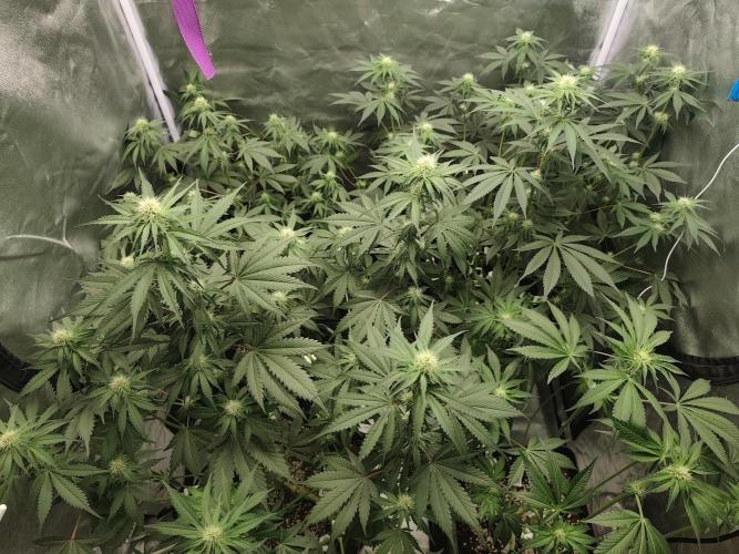 GrowerPrašivec. Week 10