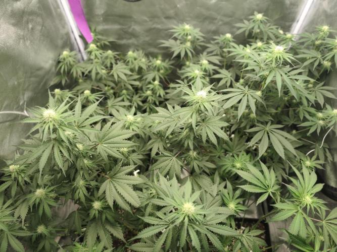GrowerPrašivec. Week 10