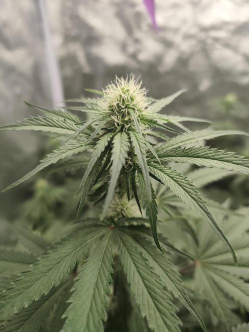 GrowerPrašivec. Week 10