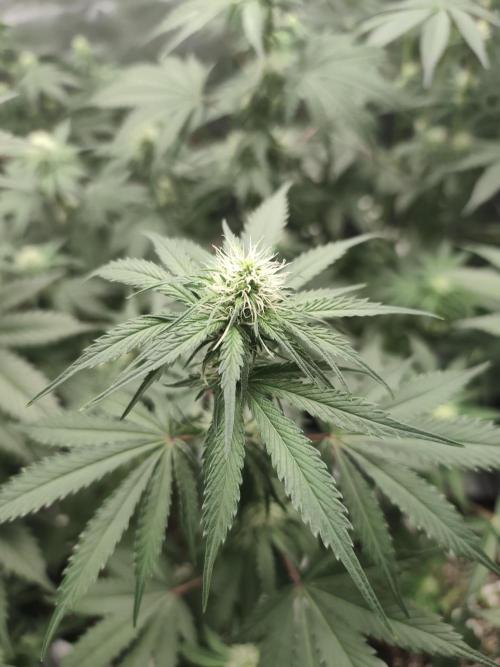 GrowerPrašivec. Week 10