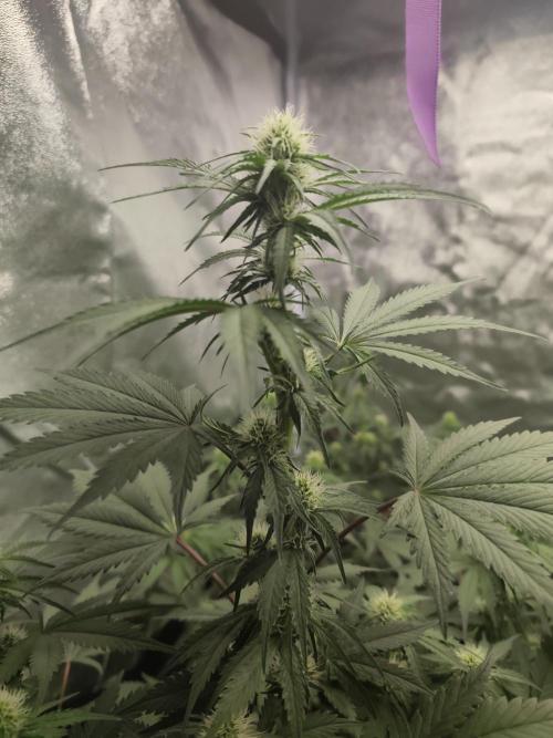 GrowerPrašivec. Week 10