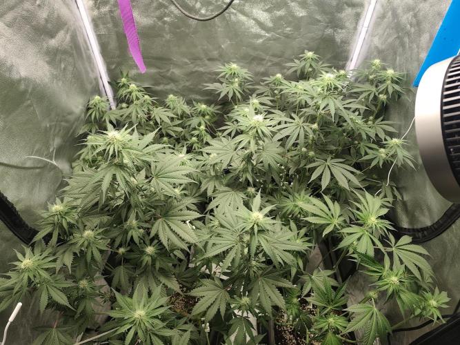 GrowerPrašivec. Week 10