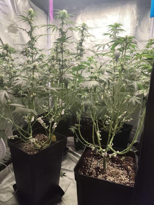 GrowerPrašivec. Week 10
