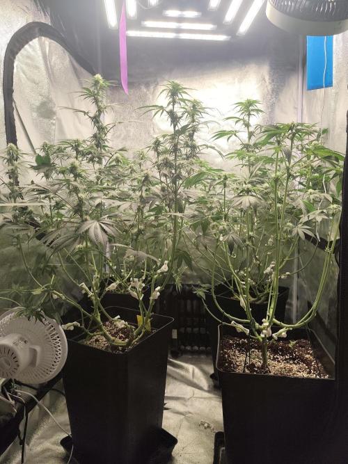 GrowerPrašivec. Week 10
