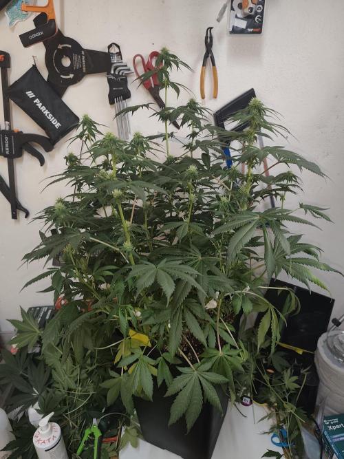 GrowerPrašivec. Week 10