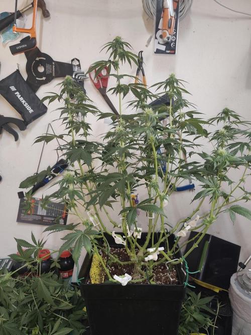 GrowerPrašivec. Week 10