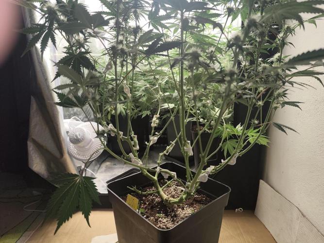 GrowerPrašivec. Week 10