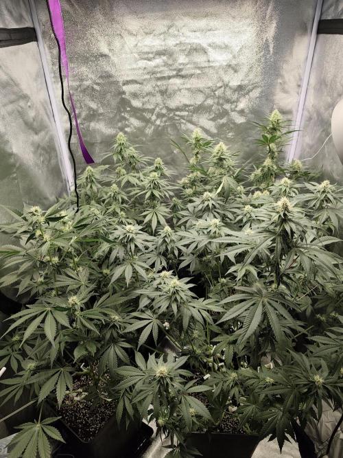 GrowerPrašivec. Week 11