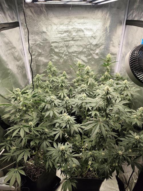 GrowerPrašivec. Week 11