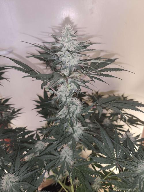 GrowerPrašivec. Week 11