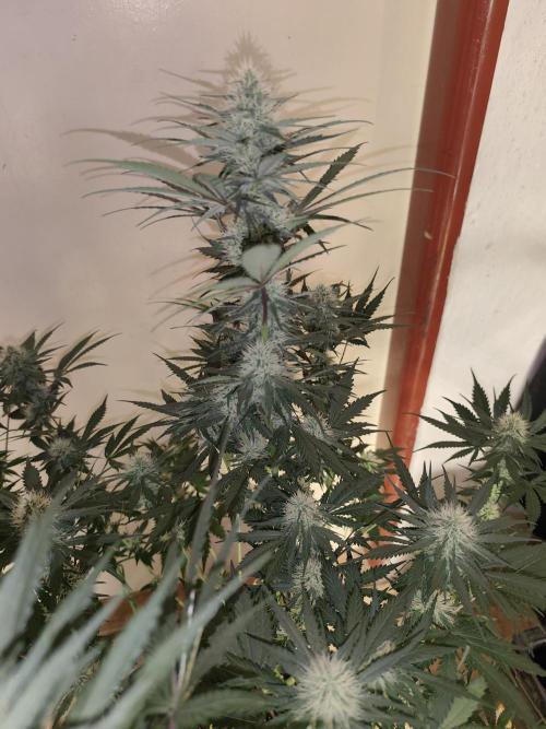 GrowerPrašivec. Week 11