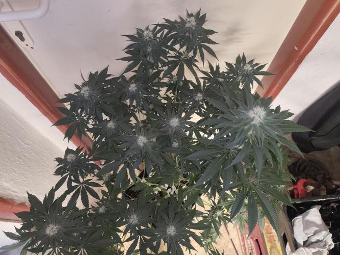 GrowerPrašivec. Week 11